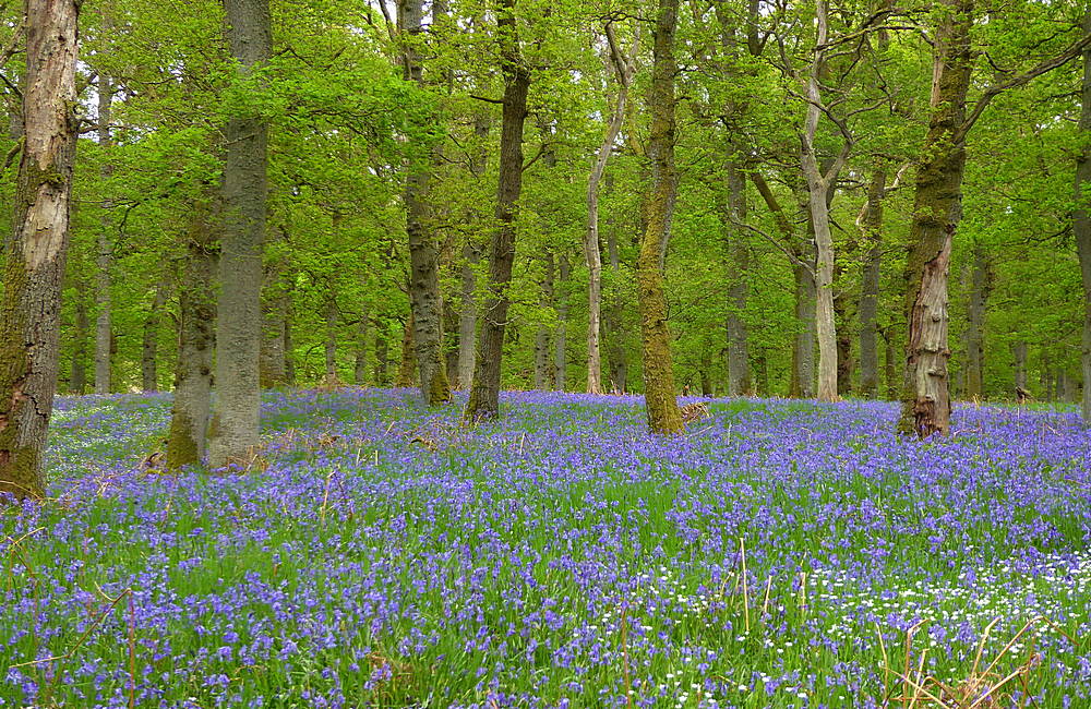 Kinclaven bluebell wood